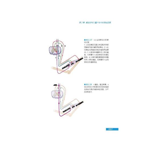 运动训练新思维——提高运动水平和预防运动损伤的秘诀 商品图4