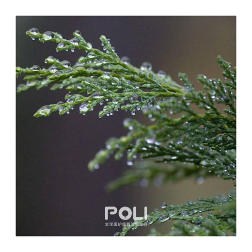 颇黎进口澳洲蓝丝柏精油 护肤按摩丝柏精油原料 oem定制单方精油 商品图1