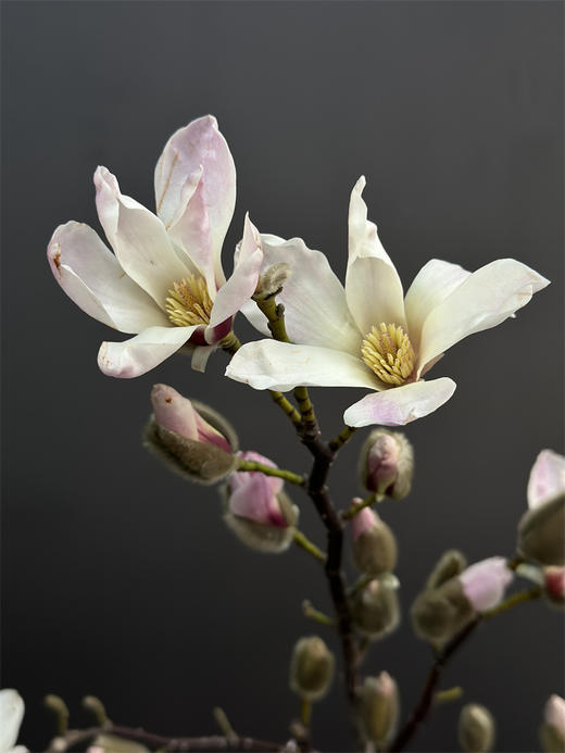 玉兰鲜切花一扎 商品图3