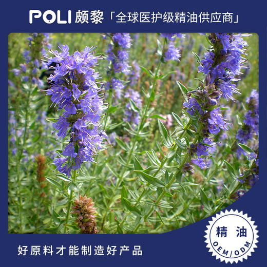 保加利亚进口牛膝草精油 护肤按摩精油原料批发颇黎进口牛膝草 商品图0