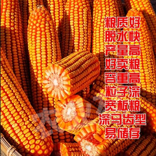 李元霸叶面肥（粉剂） 商品图7