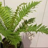 【绿植】富贵蕨 商品缩略图0