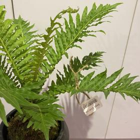 【绿植】富贵蕨