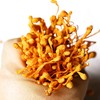 【虫草花干货】 大孢子头蛹虫草200g 商品缩略图1