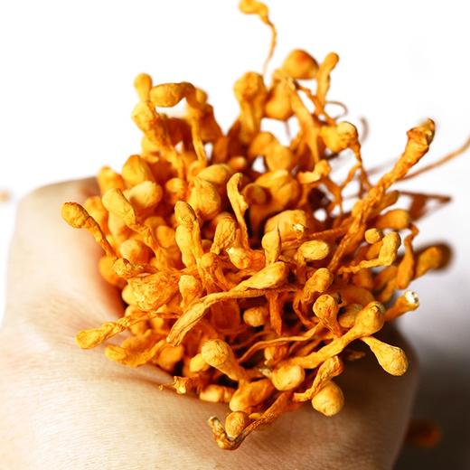 【虫草花干货】 大孢子头蛹虫草200g 商品图1