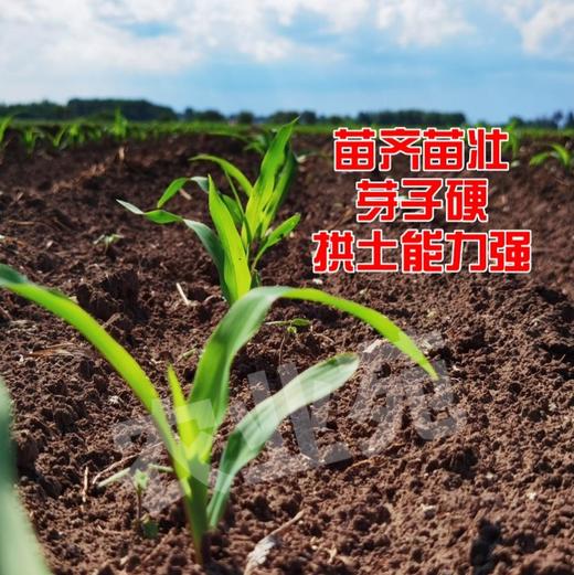 李元霸叶面肥（粉剂） 商品图1