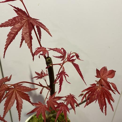【绿植】红枫 商品图1