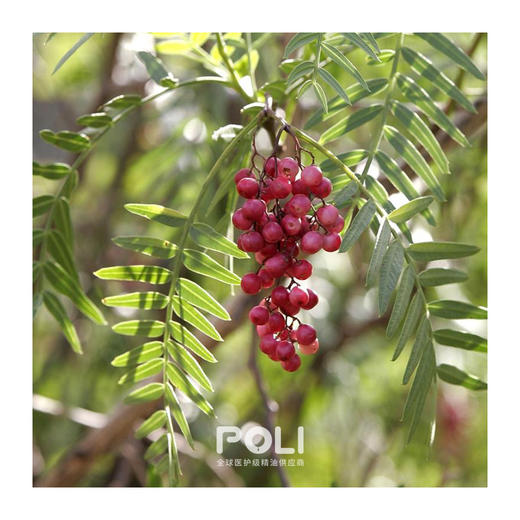 秘鲁进口粉红胡椒精油 颇黎批发粉红胡椒精油 美容院刮痧精油原料 商品图1