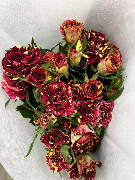 【市场多头】流星雨 10支/扎  约50公分 商品图12