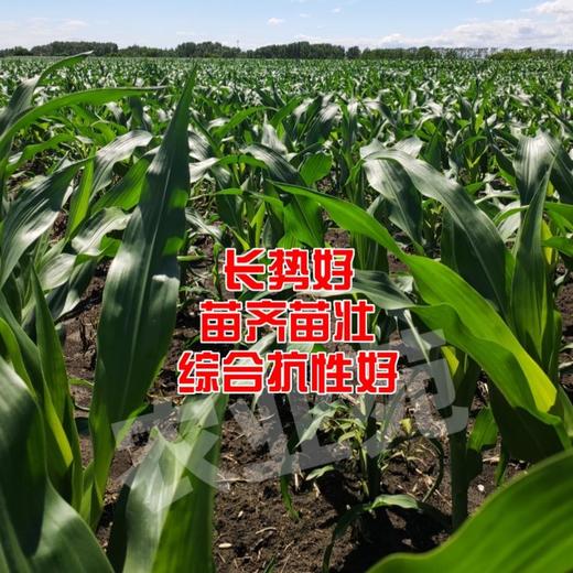 李元霸叶面肥（粉剂） 商品图2