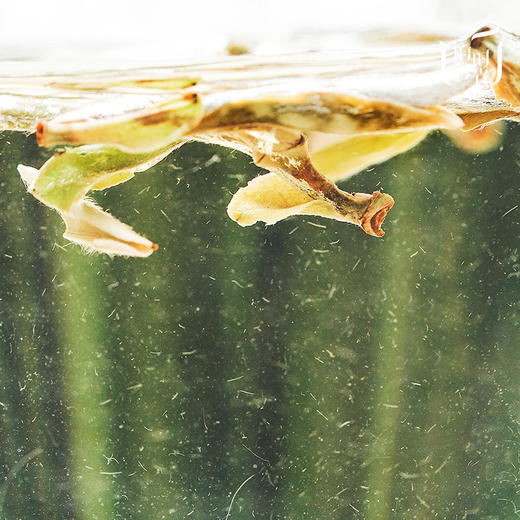 【昀茶·白茶系列】 •飞舞（福鼎白毫银针）·入口香扬·细腻鲜爽·犹如晨露般的甘纯（白玉圆满陶瓷罐装礼盒 ）（50克/罐） 商品图2