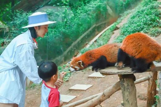 【崇州·上元来德温泉酒店·温泉shou发·近九龙沟】299抢599元观景房+早餐+温泉+小熊猫乐园门票 商品图2