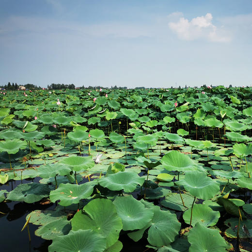 有机野生白莲   300g/罐 商品图9