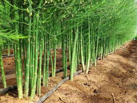 江苏省宜兴市 有机芦笋  有机宝宝笋