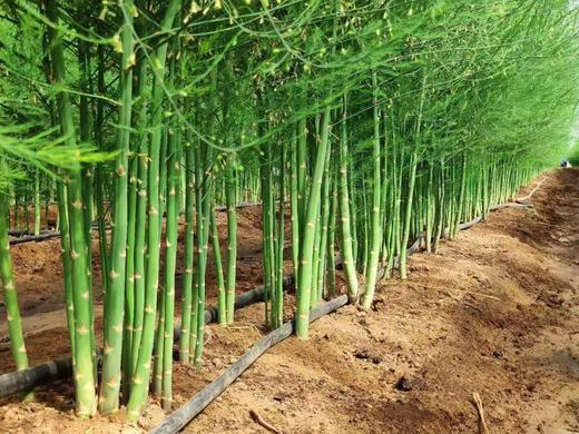 江苏省宜兴市  蕞芦莼芦笋汁  一箱 6瓶X320毫升 商品图2