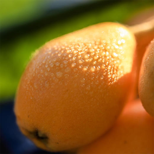 四川攀枝花米易早中枇杷 净重2.5-4.5斤装 顺丰京东直发 商品图1