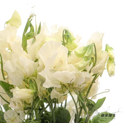 配花 | 带叶香豌豆奶油（轻微掉瓣属于正常现象，没掉完不售后） 商品图5