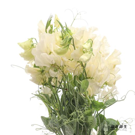 配花 | 带叶香豌豆奶油（轻微掉瓣属于正常现象，没掉完不售后） 商品图3