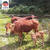 高山放养黄牛肉 商品缩略图1