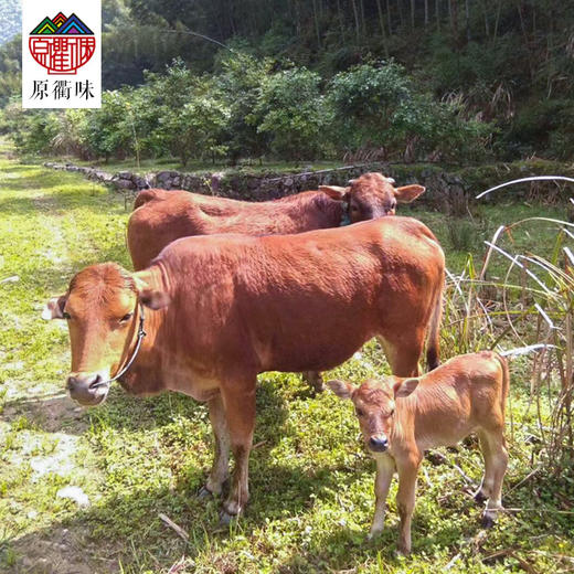 高山放养黄牛肉 商品图1