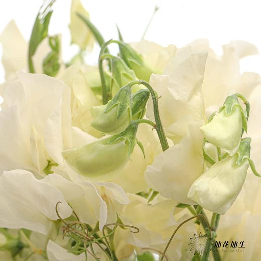 配花 | 带叶香豌豆奶油（轻微掉瓣属于正常现象，没掉完不售后） 商品图6