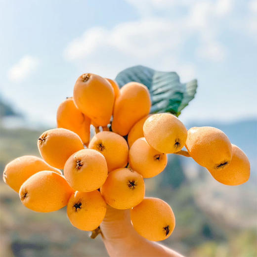 四川攀枝花米易早中枇杷 净重2.5-4.5斤装 顺丰京东直发 商品图7