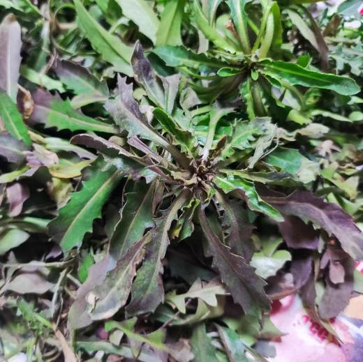 野生山西荠菜| 现挖现发 馄饨饺子包子馅 |  基地直发*Ecological  shepherd's purse 商品图2