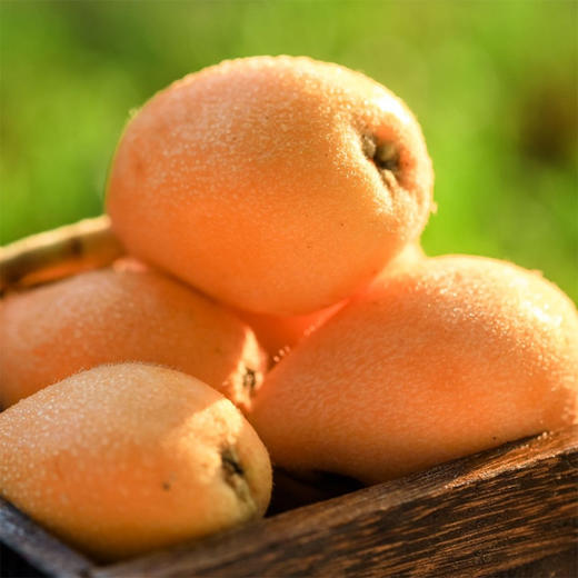 四川攀枝花米易早中枇杷 净重2.5-4.5斤装 顺丰京东直发 商品图2