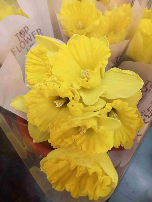 配花-洋水仙-10支 商品图0