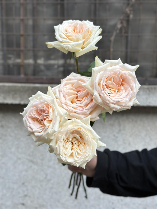 肯尼亚鲜花princess maya玛雅公主玫瑰花10支 商品图9