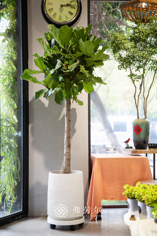 琴叶榕 商品图0