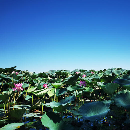 有机野生莲子芯 70g/罐 商品图8