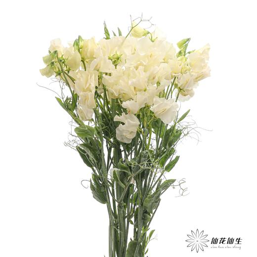 配花 | 带叶香豌豆奶油（轻微掉瓣属于正常现象，没掉完不售后） 商品图1