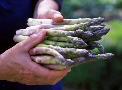 江苏省宜兴市 有机芦笋  有机宝宝笋 商品图1