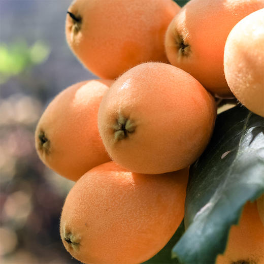 四川攀枝花米易早中枇杷 净重2.5-4.5斤装 顺丰京东直发 商品图9