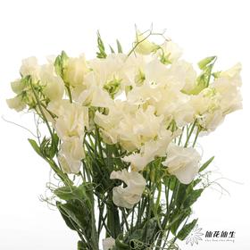 配花 | 带叶香豌豆奶油（轻微掉瓣属于正常现象，没掉完不售后）