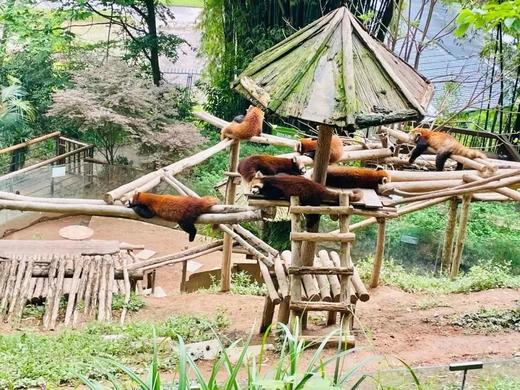 【崇州·上元来德温泉酒店·温泉shou发·近九龙沟】299抢599元观景房+早餐+温泉+小熊猫乐园门票 商品图9