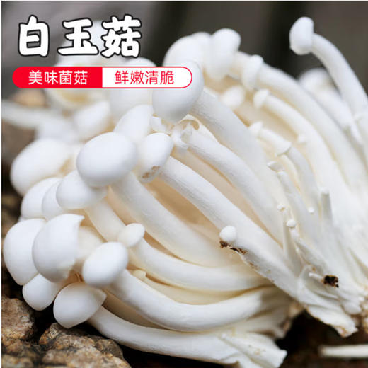 白玉菇【袋】 商品图1