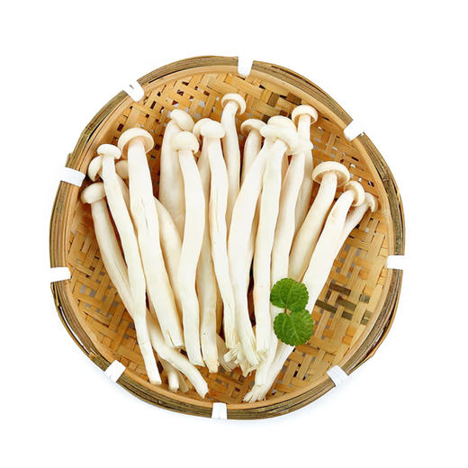 白玉菇【袋】 商品图0