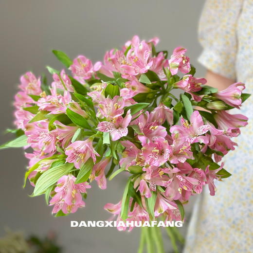 【AB级粉色水仙百合】10支/份 商品图4