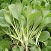 全国发货满额包邮 新鲜有机蔬菜 鸡毛油菜 250g 欧盟认证彩虹雨农场 商品缩略图2