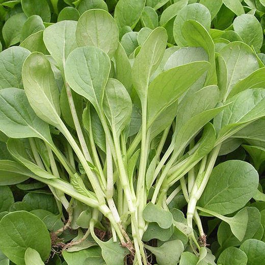 全国发货满额包邮 新鲜有机蔬菜 鸡毛油菜 250g 欧盟认证彩虹雨农场 商品图2