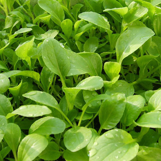全国发货满额包邮 新鲜有机蔬菜 鸡毛油菜 250g 欧盟认证彩虹雨农场 商品图4
