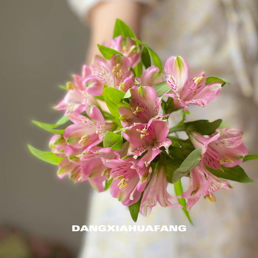 【AB级粉色水仙百合】10支/份 商品图3