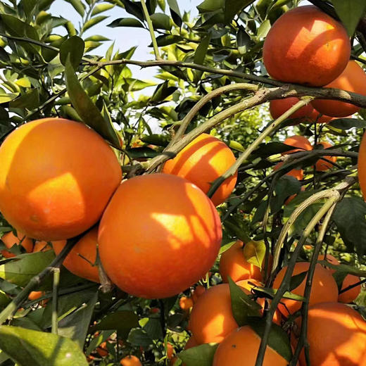 长寿湖风景区高山血脐橙，产地亲采，果肉极细嫩，无核化渣，具玫瑰芳香，富含花青素及多种微量元素，清火养颜！一份5斤 商品图0