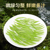 2026新茶• 早春毛尖250克 全是茶毛毛的好茶 商品缩略图4