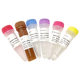 TUNEL FITC Apoptosis Detection Kit