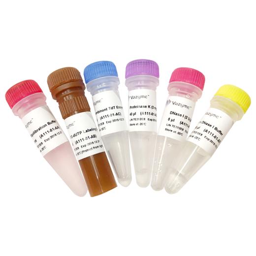 TUNEL FITC Apoptosis Detection Kit 商品图0