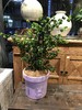紫圆盆-卷福 商品缩略图0
