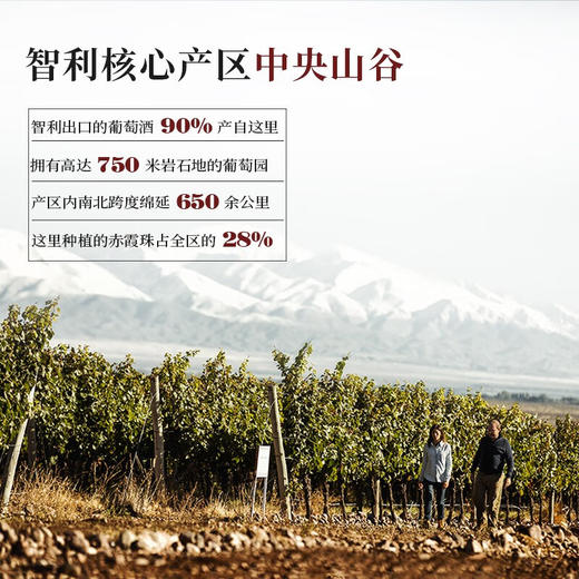 【连续3年智利一级庄】火烈鸟赤霞珠干红葡萄酒 智利中央山谷产区 商品图5